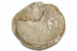 Pink Champagne Ammonite (Hoploscaphities) Fossil (Pos/Neg) - SD #336261-1
